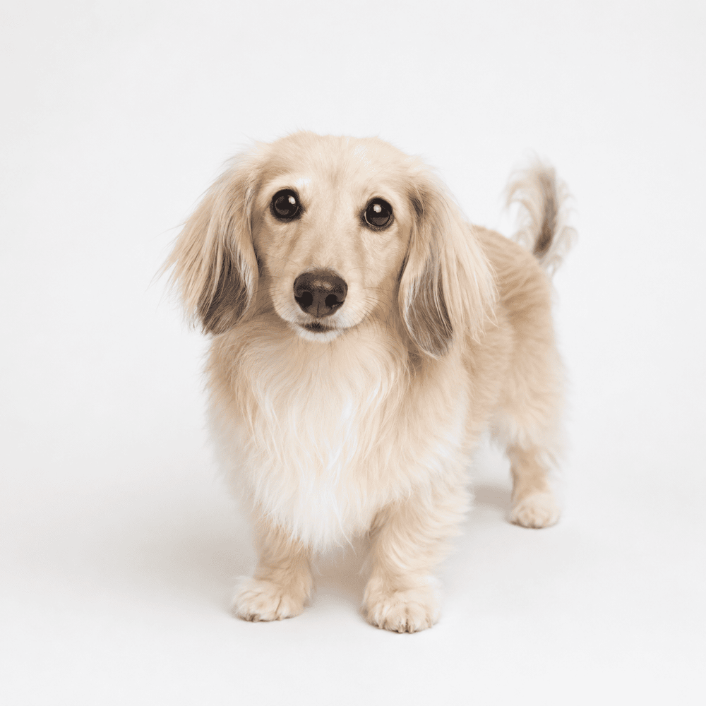 Your pet photo